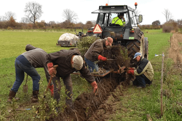 Vrijwilligers zijn in de Maasheggen bezig met het planten van nieuwe struikjes. © Ed van Alem